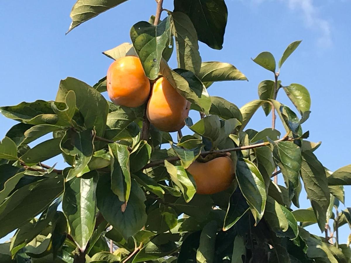 Yamanobenomichi Teku Teku Otel Tenri Dış mekan fotoğraf